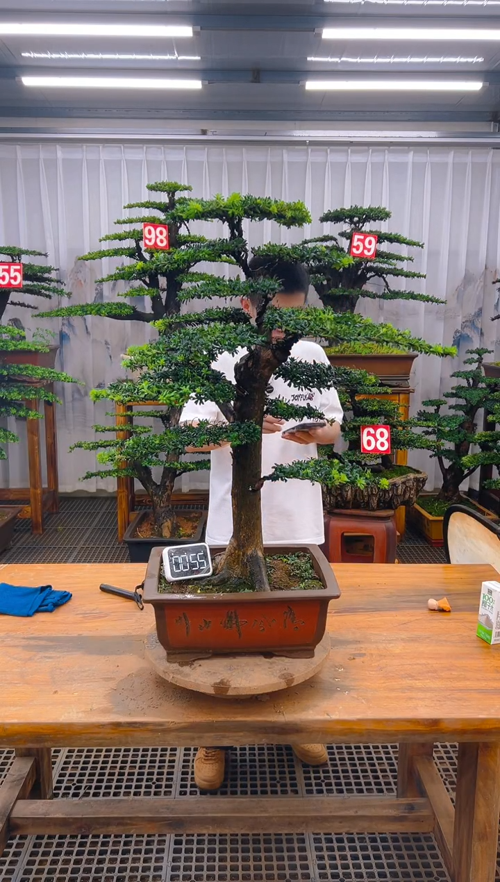 无花朵精品盆景直播间一物一拍