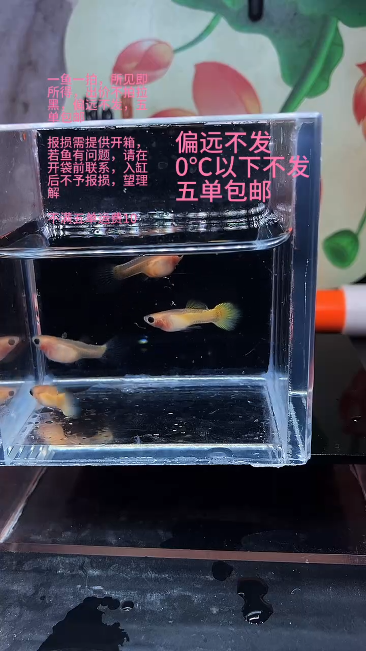 孔雀鱼孔雀鱼 28