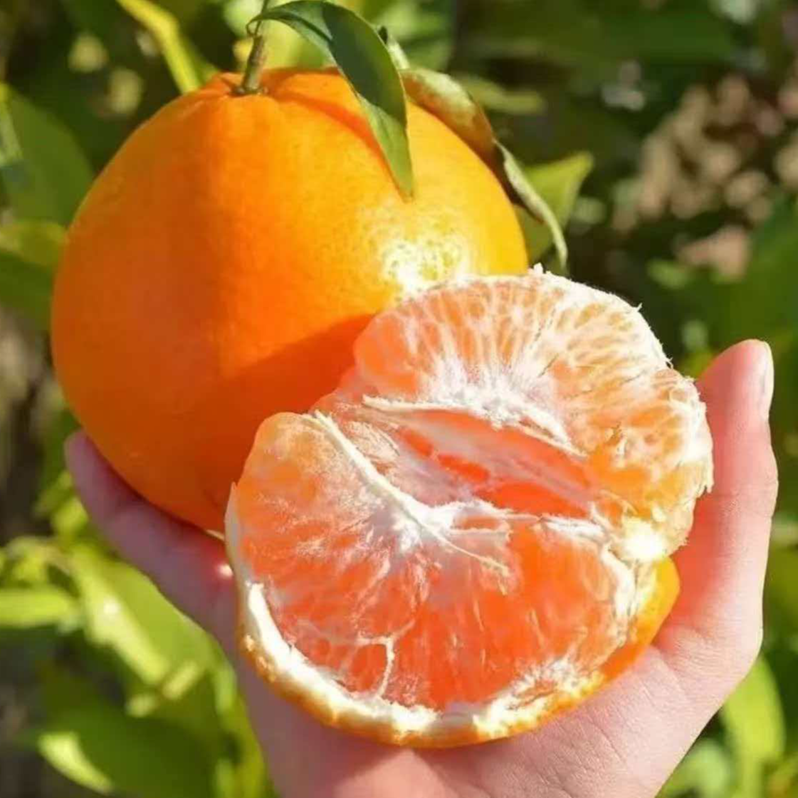 源源家【一物一拍】现挑现称四川眉山春见耙耙柑精品果