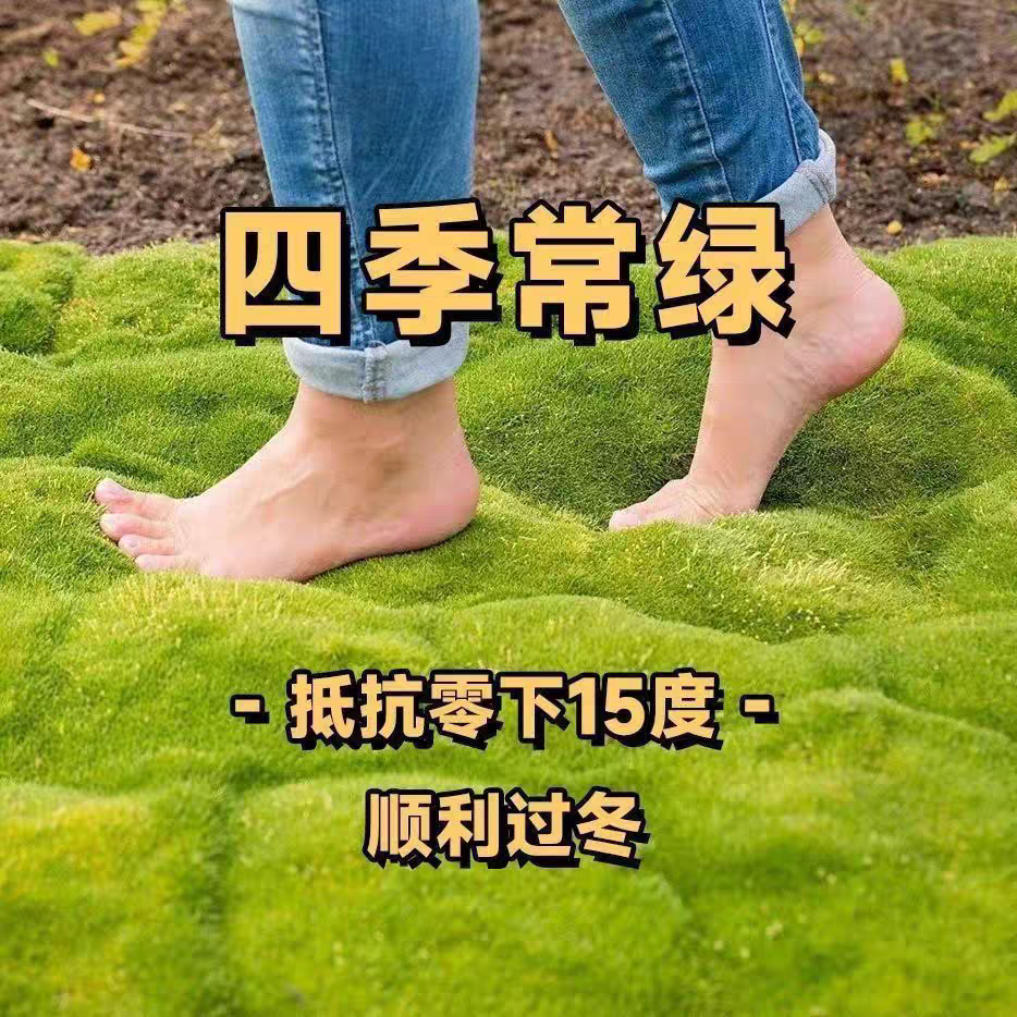 爱尔兰珍珠草四季常绿草坪家用耐寒耐旱庭院盆栽室外绿化绿植