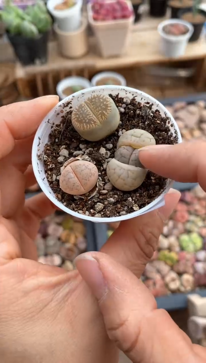 【闪购商品】6747直播一物一拍