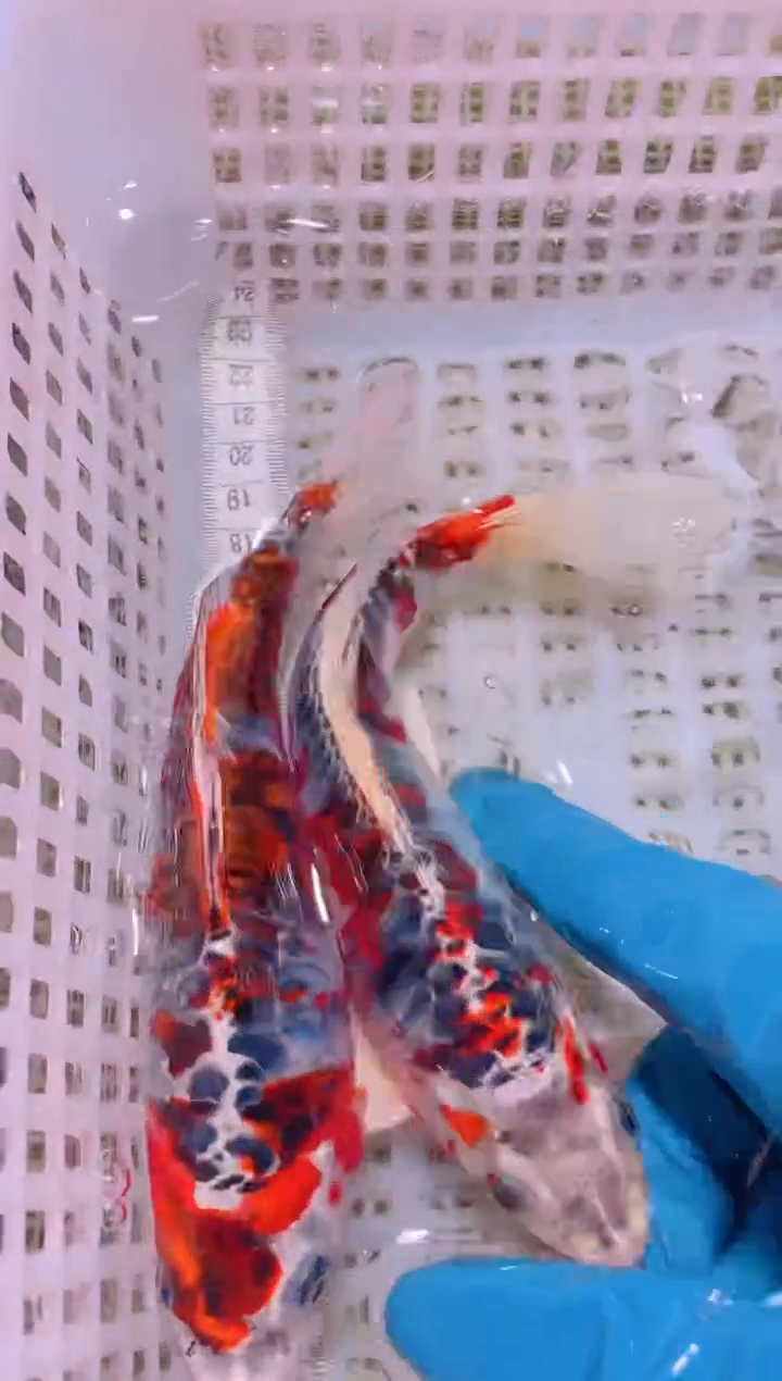 锦鲤冷水观赏鱼全场包邮200