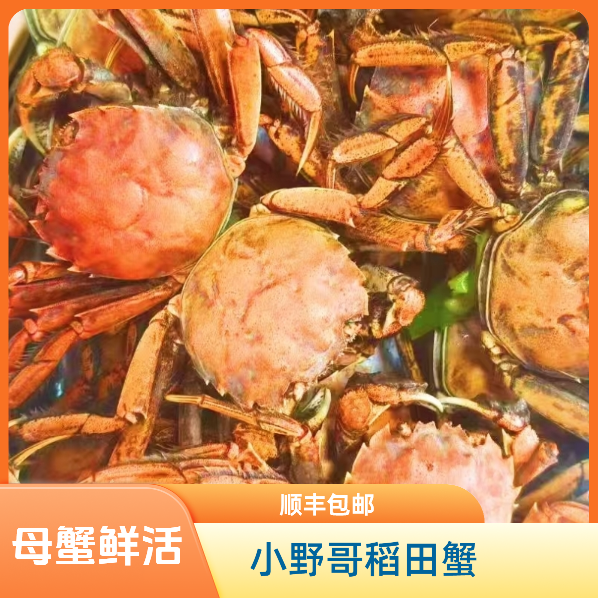 [活蟹】正宗盘锦河蟹 1.3-1.6两  3斤装  全母（18-23只)盘锦稻田蟹