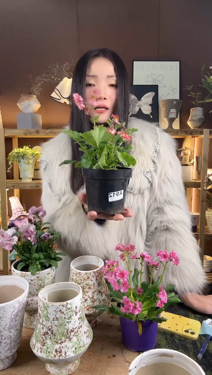 以实际为准水杨梅育苗盆912