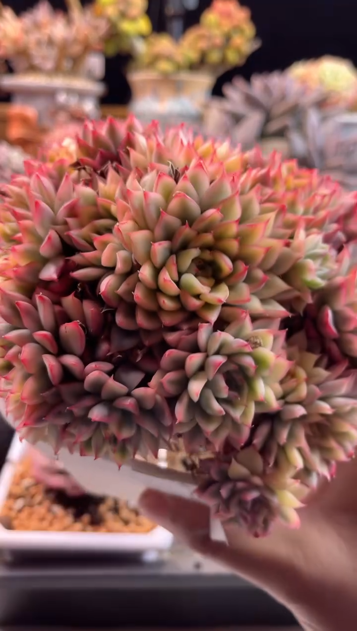 【闪购商品】2.15-16女雏锦