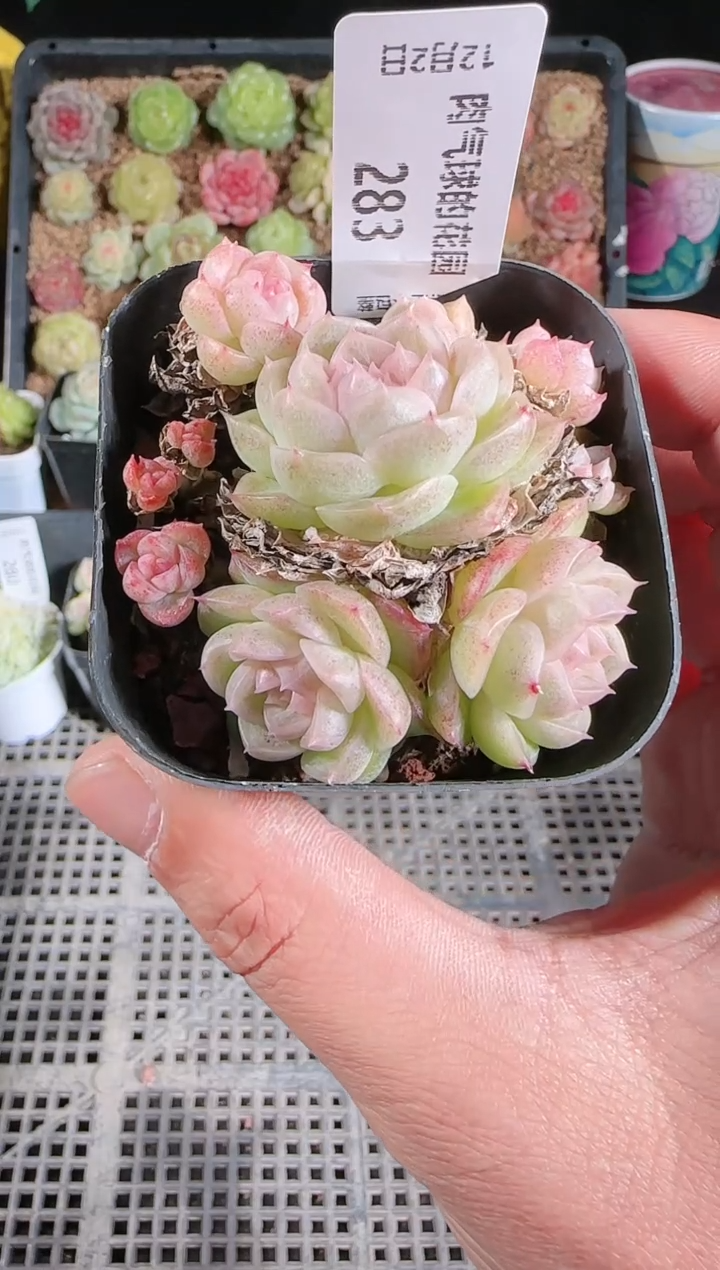 1202-283多肉群生不包整