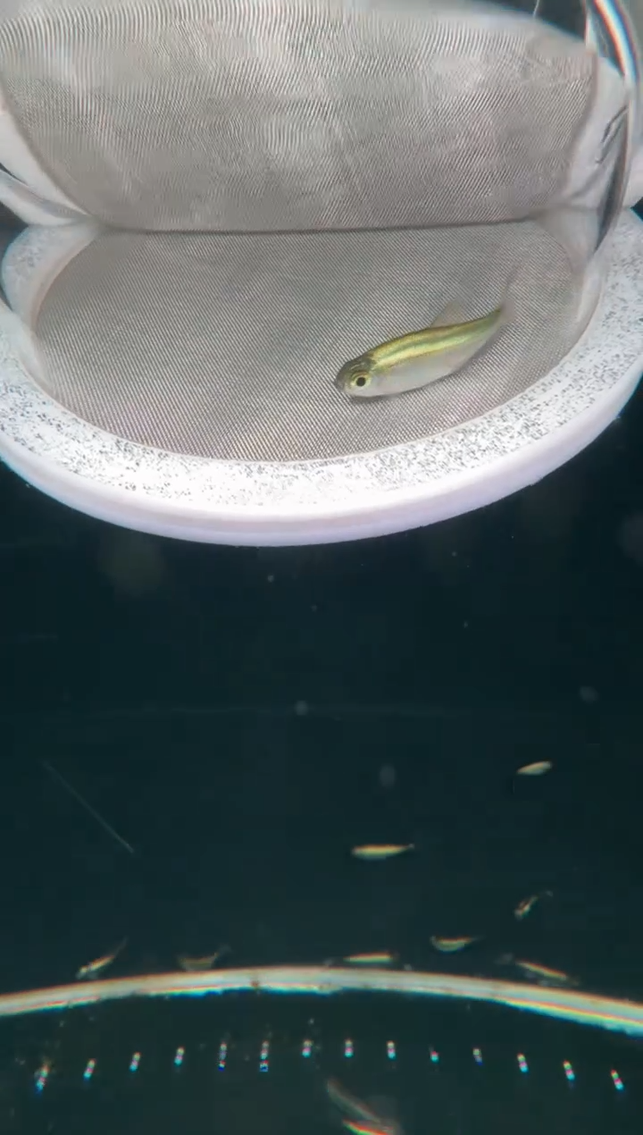 灯科鱼K17-23号白金翡翠霓虹sp3.5cm左右