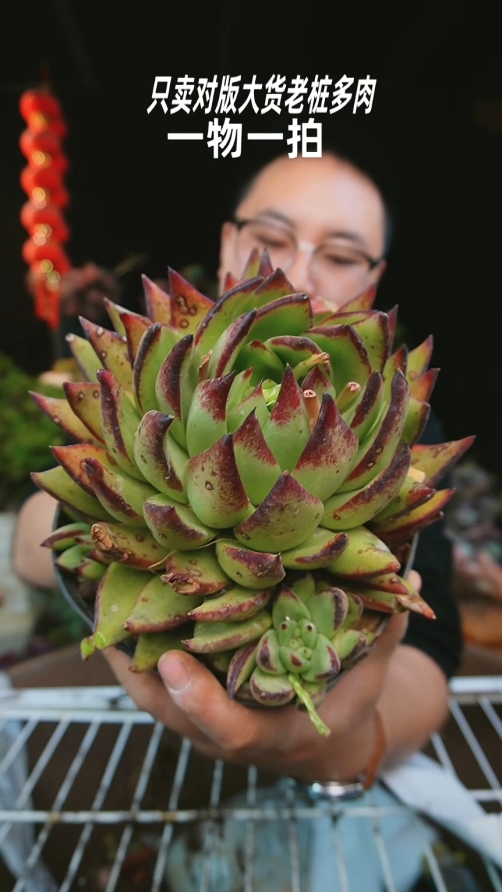 【闪购商品】23号单头东云