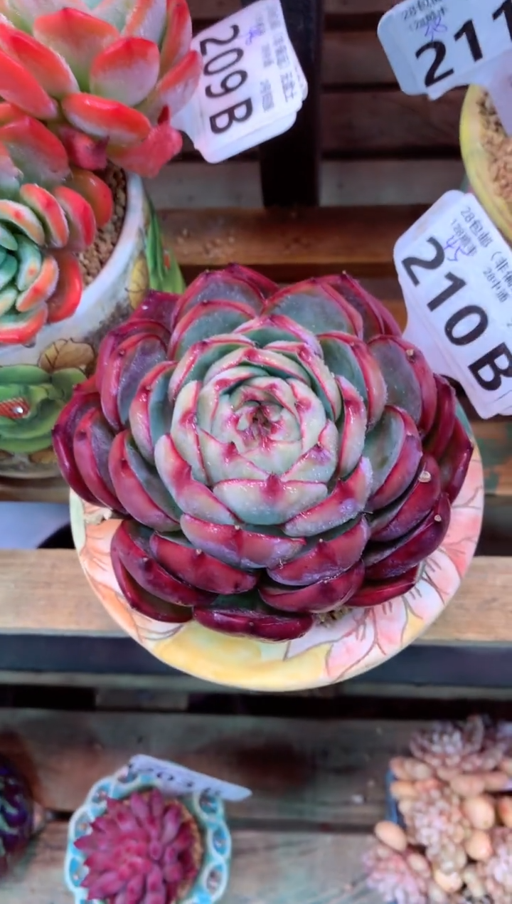 210B（一物一拍，精品多肉，w所见即所得 ）