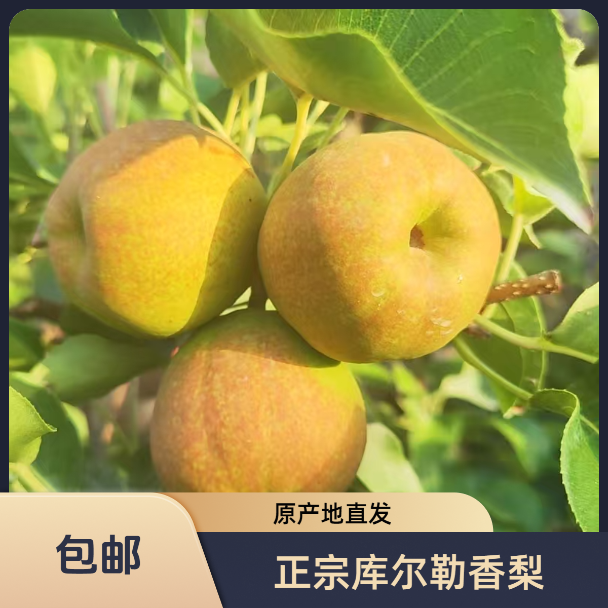新疆特产库尔勒香梨整箱10斤全母梨装产地产地直发当季新鲜水果