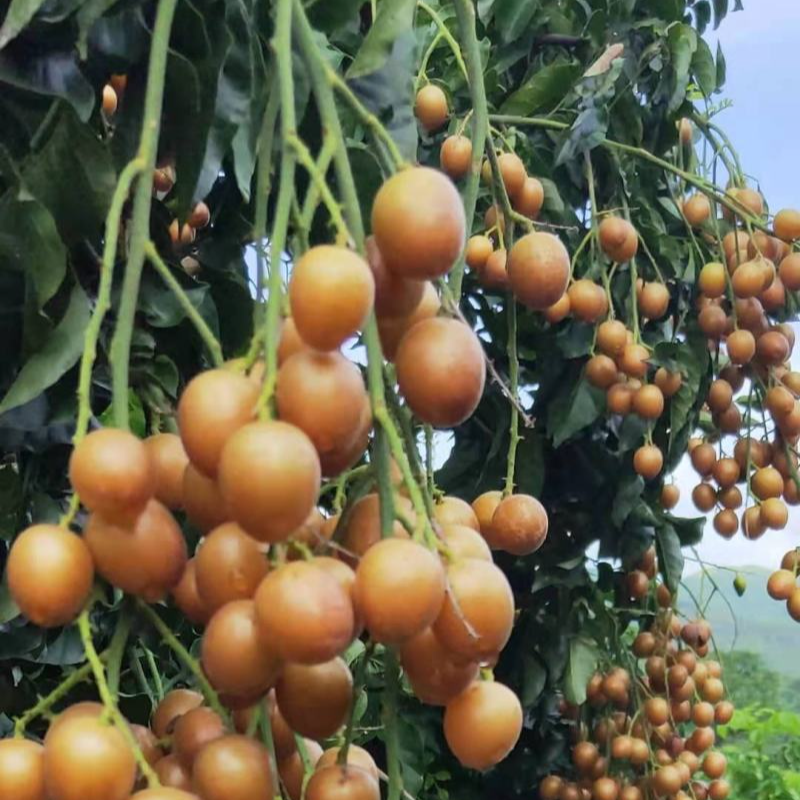 黄皮果苗水果树苗黑黄皮黑金刚黄皮果苗带土带叶黄皮果树苗沙糖桔