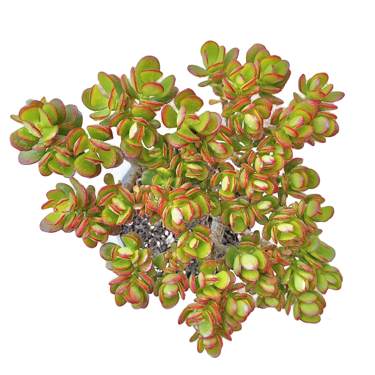 小叶玉树  多肉植物（满15包邮 直播间展示为准）