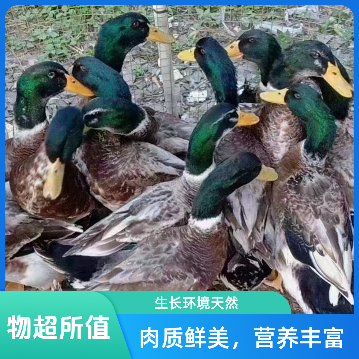 散养喂五谷杂粮的青头鸭，直播间现点现宰配送全深圳