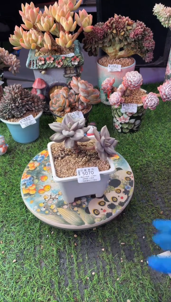 昆明印象多肉5070