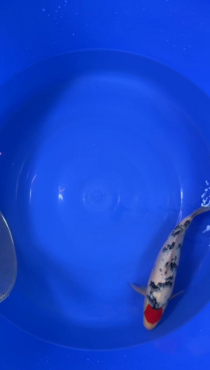 锦鲤活体二号链接