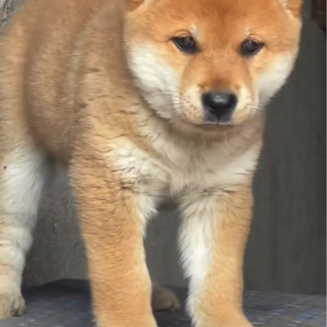 广西田园犬活体包含大黄五红五黑等品种