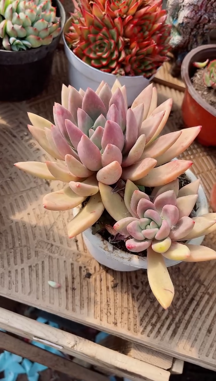 【闪购商品】02464