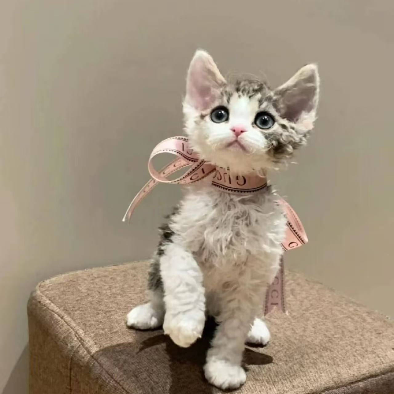 猫起来-的德文卷毛猫宠物活体直播链接纯白纯黑开脸虎斑玳瑁