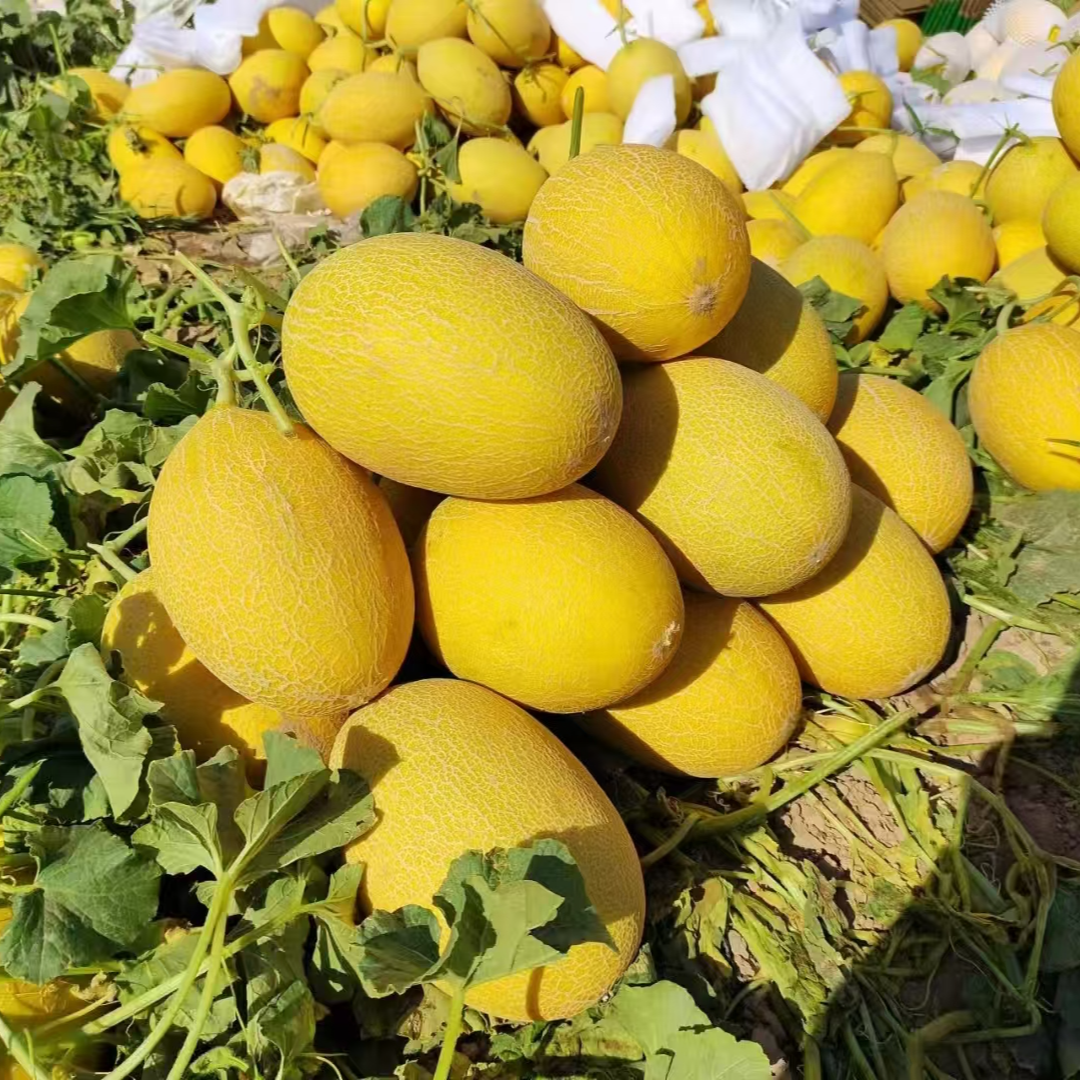 新疆直发吐鲁番直发金色年华哈密瓜新鲜当季水果脆甜多汁
