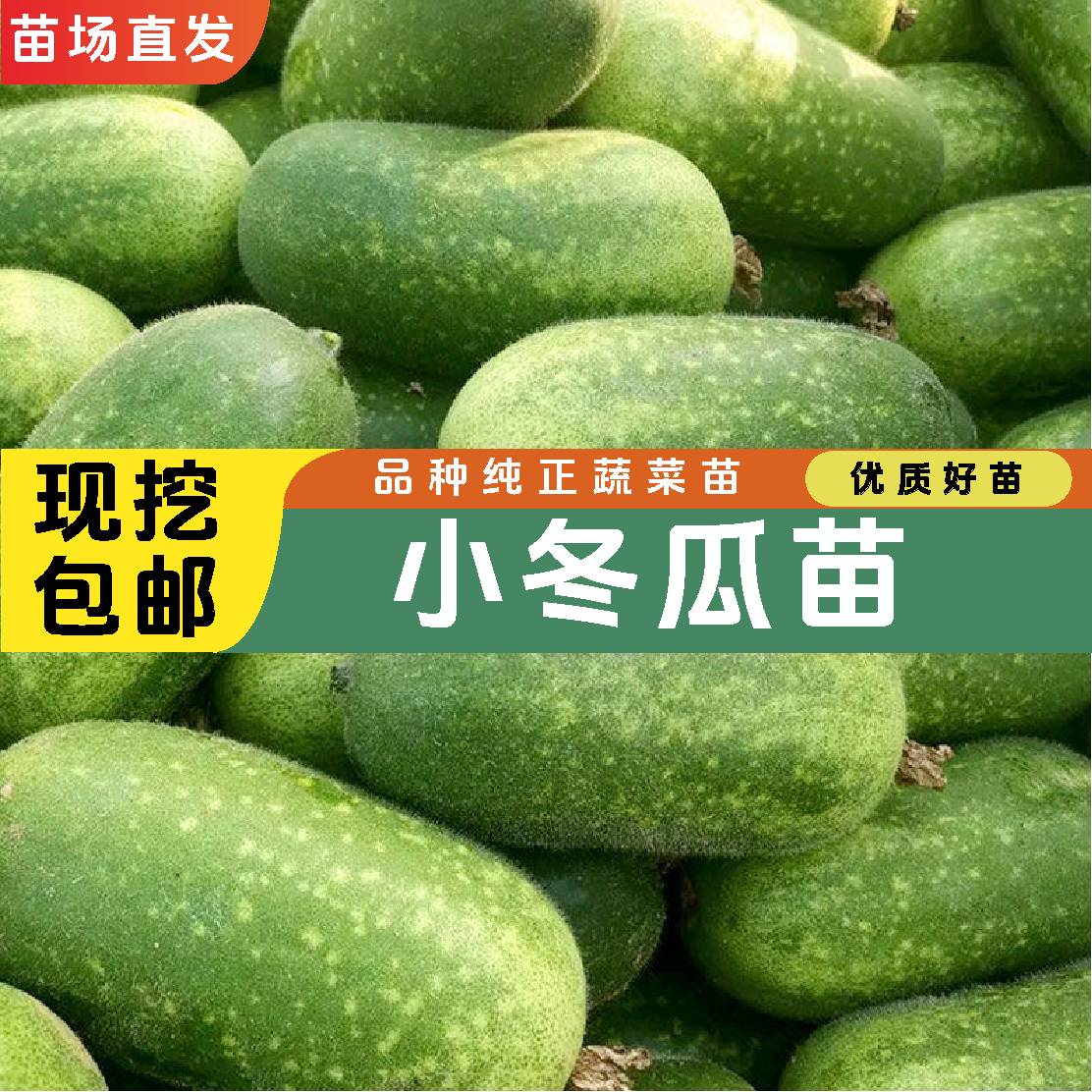 【小冬瓜苗】绿春小冬瓜大棚种植蔬菜苗冬瓜种子高产菜苗四季蔬菜