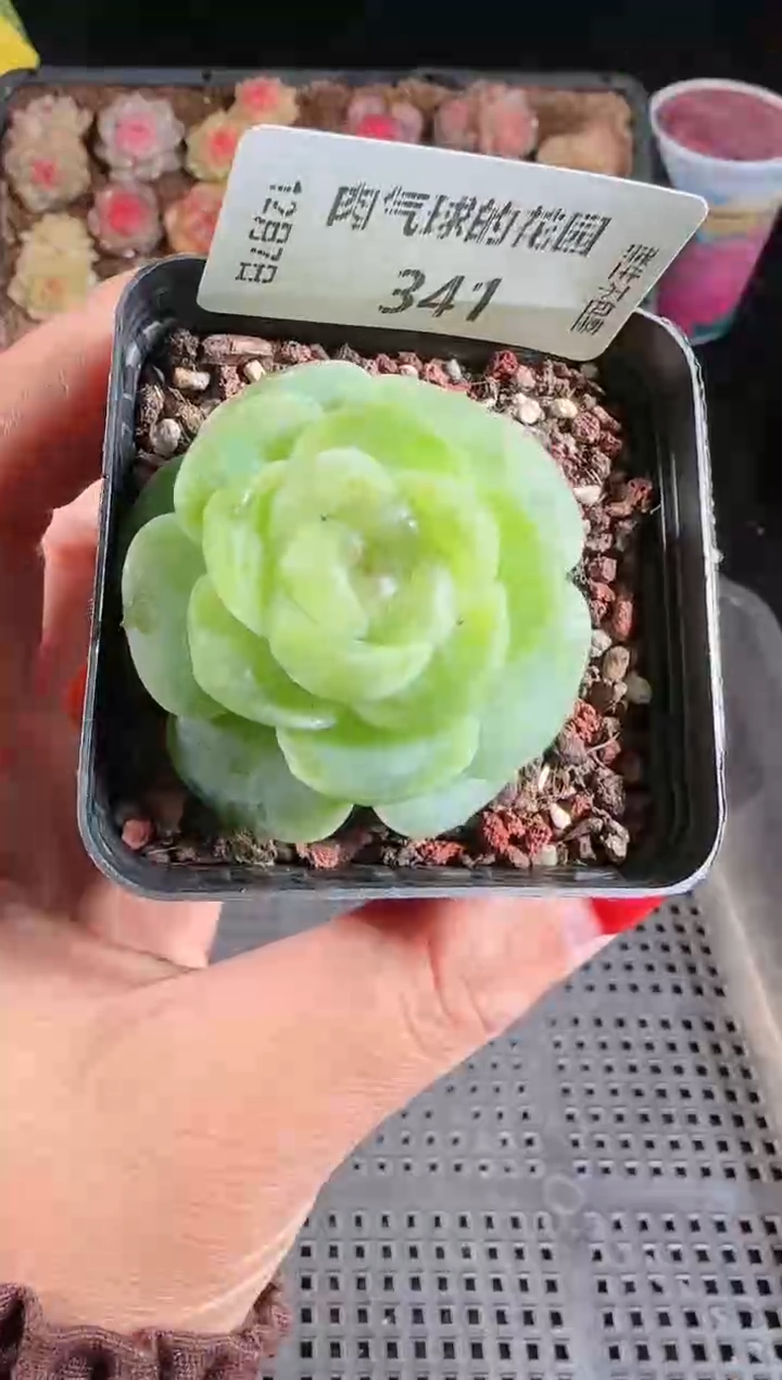 1207-341流光多肉群生不包整