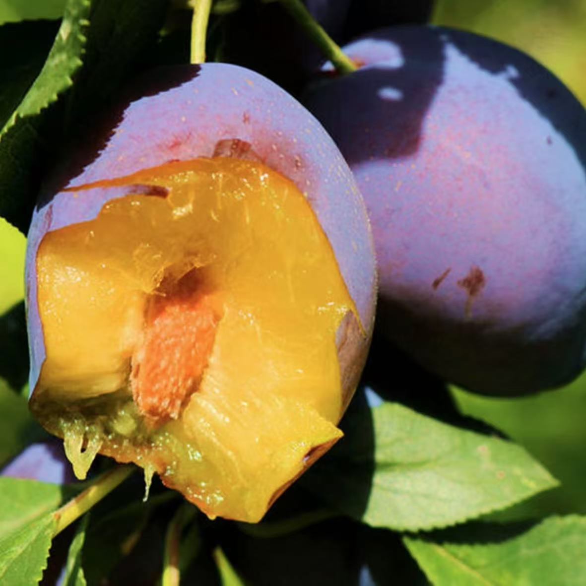 【蓝蜜西梅苗 】西梅树苗庭院植物盆栽地栽阳台庭院四季种植果树苗
