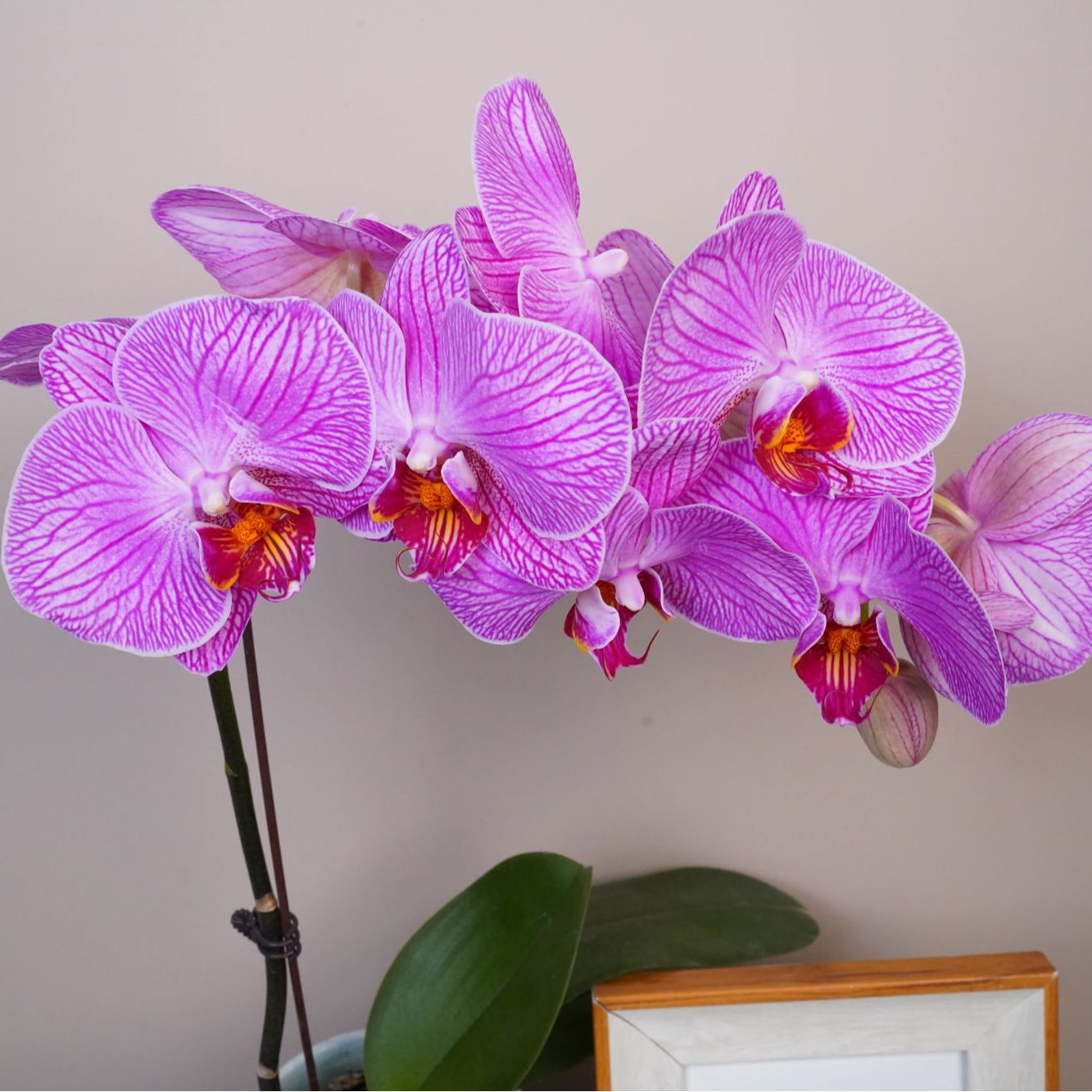 朝暮里蝴蝶兰（玉玲珑 全花）开花珠发货