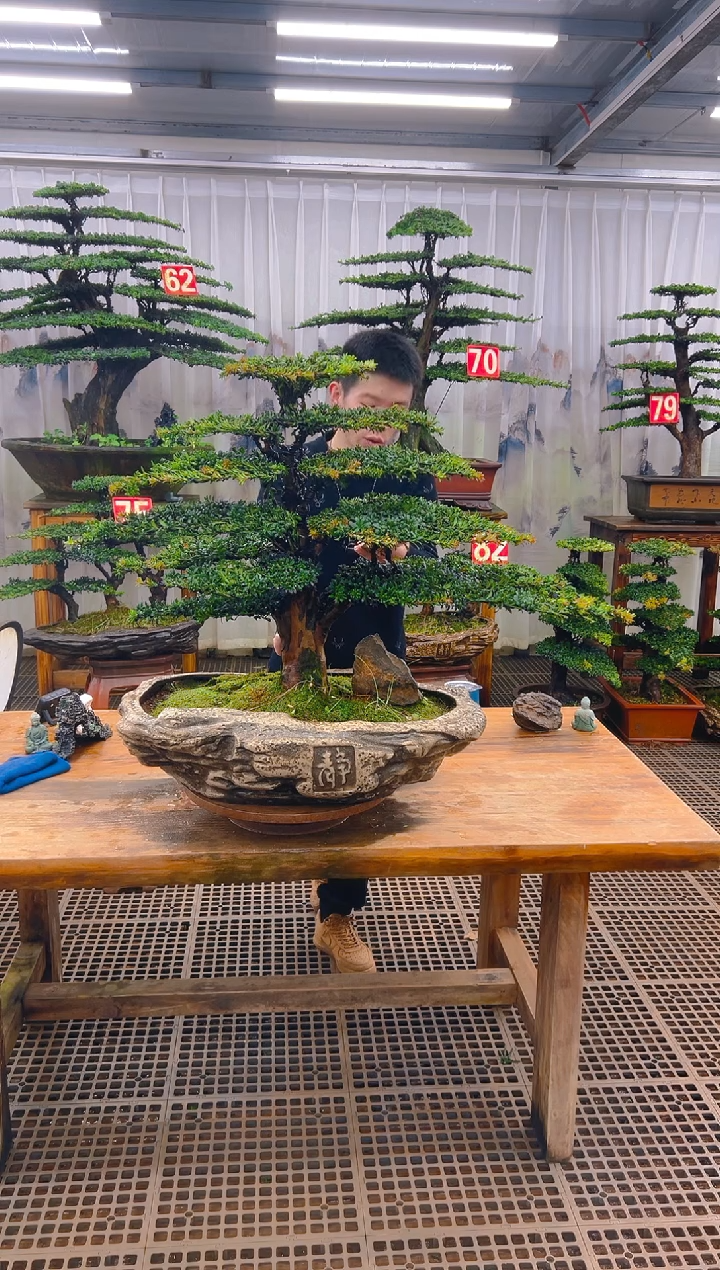 无花朵开*精品盆景直播间一物一拍