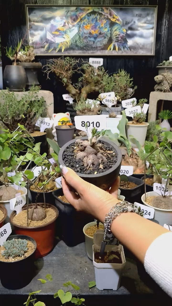 呦****）8010号1129肯定不给盆厚敦菊