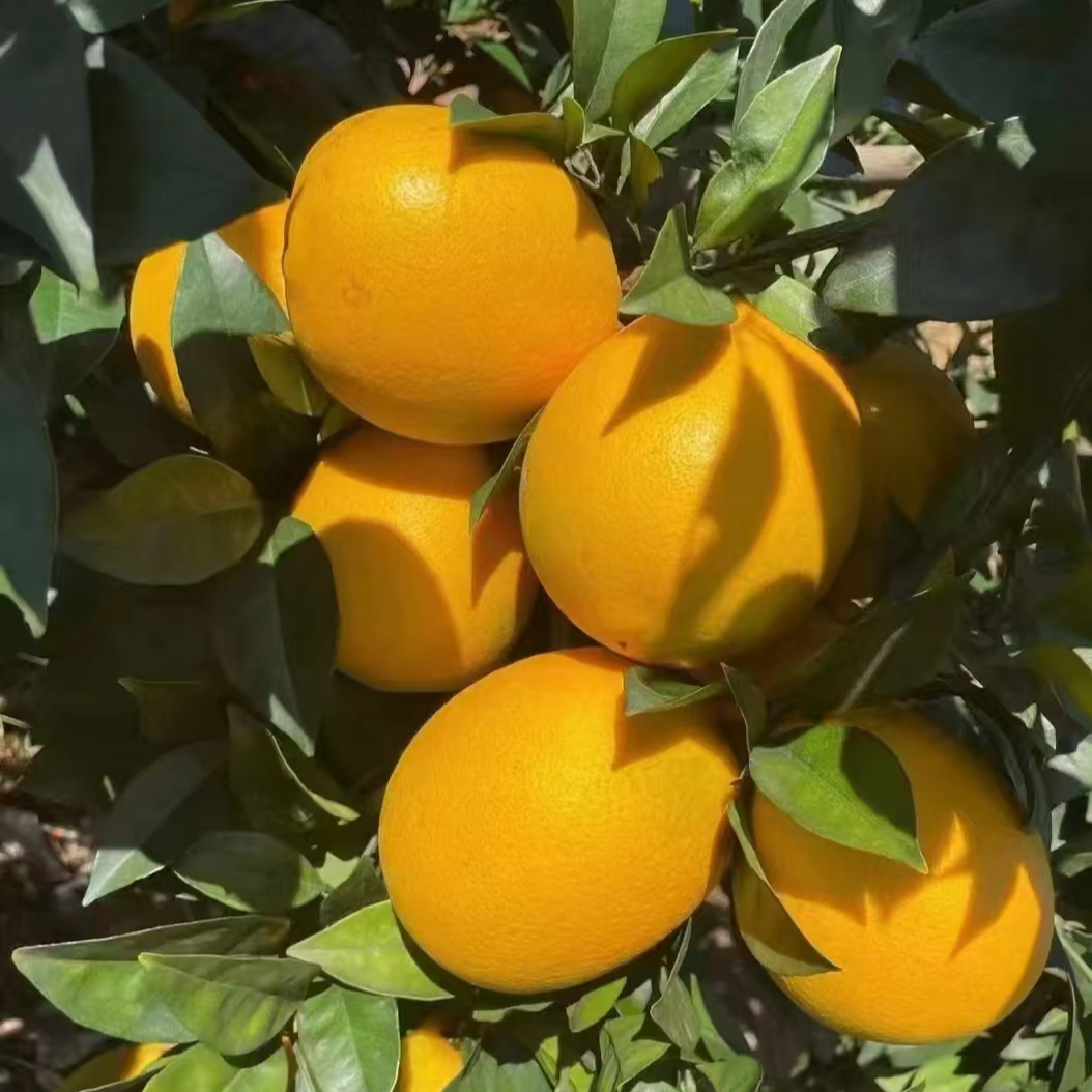 正宗江西赣南脐橙新鲜当季甜橙产地直发