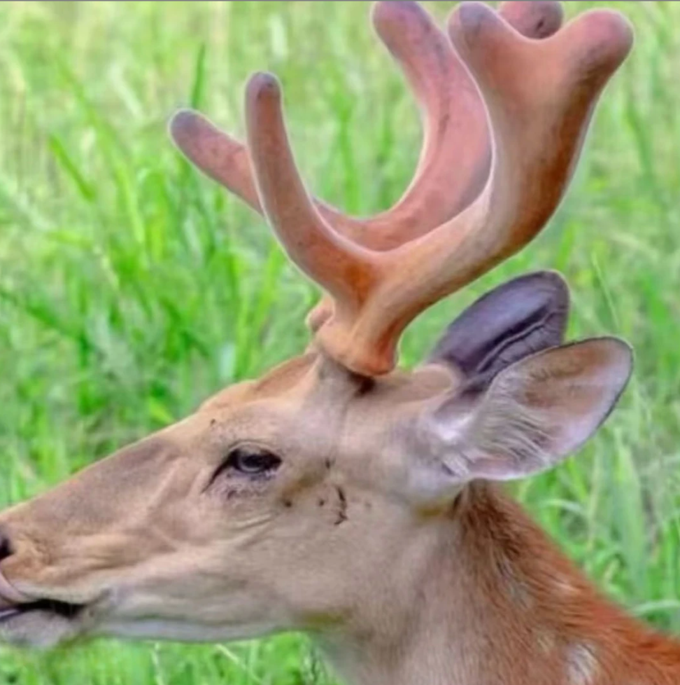 甄选优品【鹿茸片】珍藏  杨总2专属