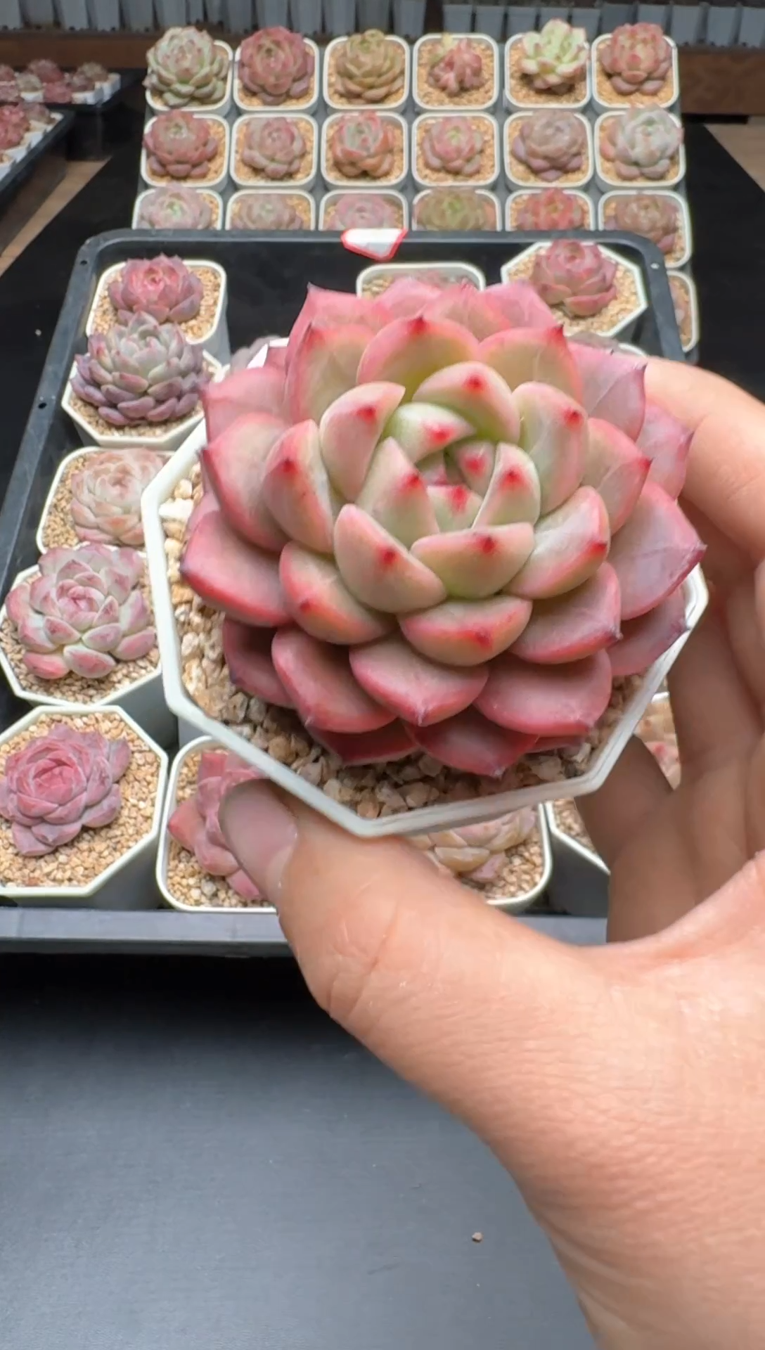 【闪购商品】069A号一物一拍多肉花卉植物拍3颗起发