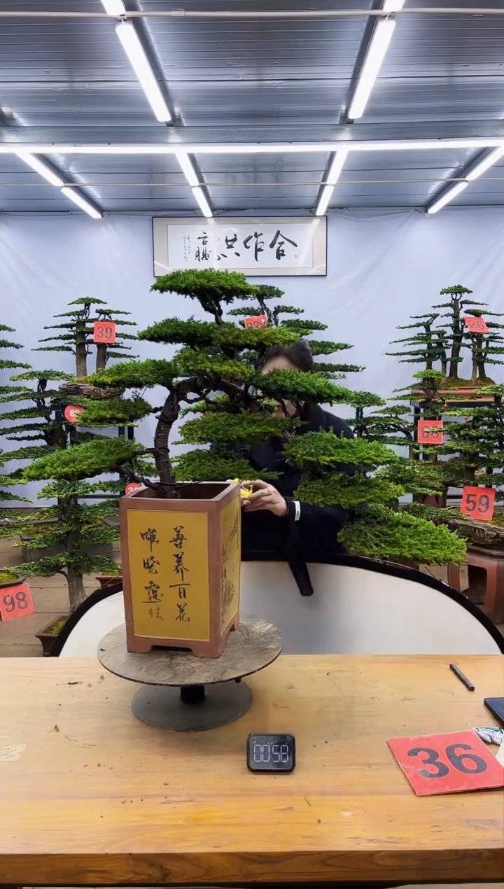 【闪购商品】高端盆景一物一拍，所见即所得