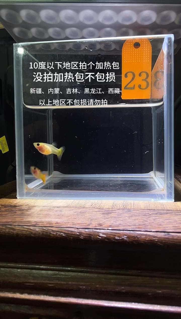 孔雀鱼皇家日落普通体23