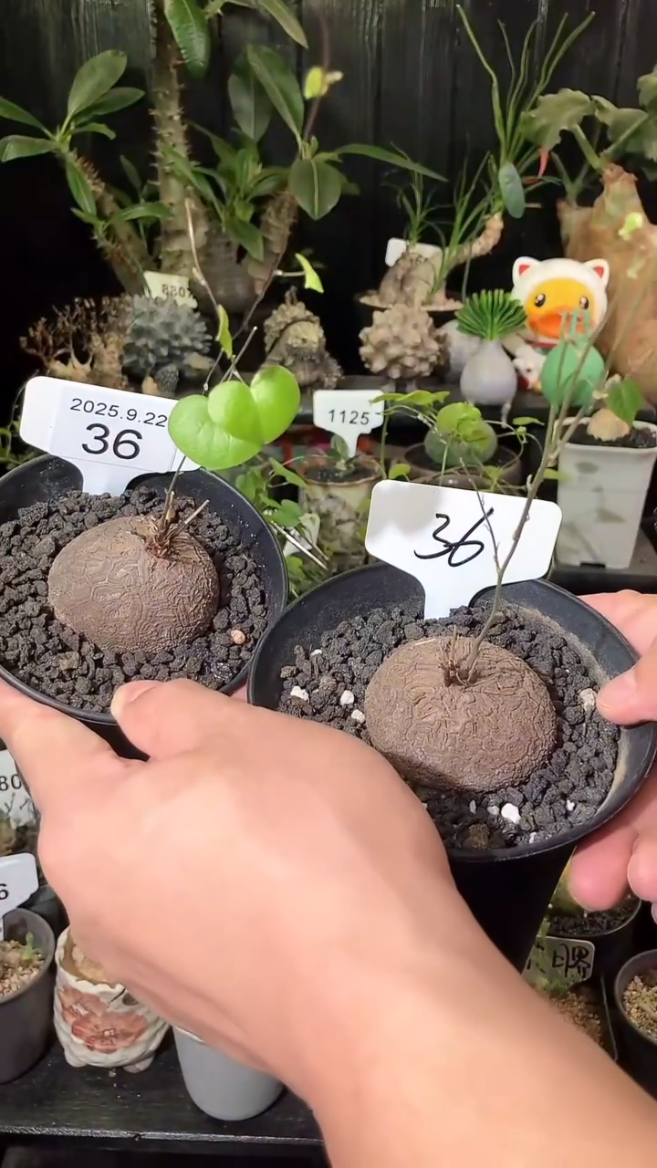 36号922福利南非龟甲龙买1个送1个