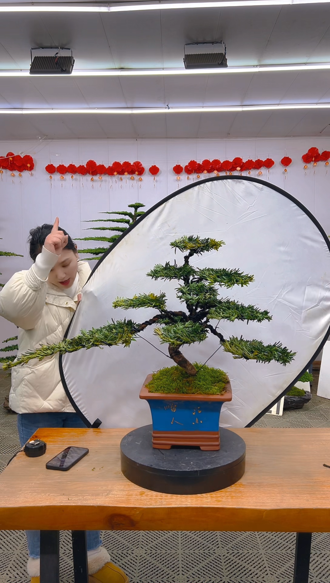 【闪购商品】盆景1