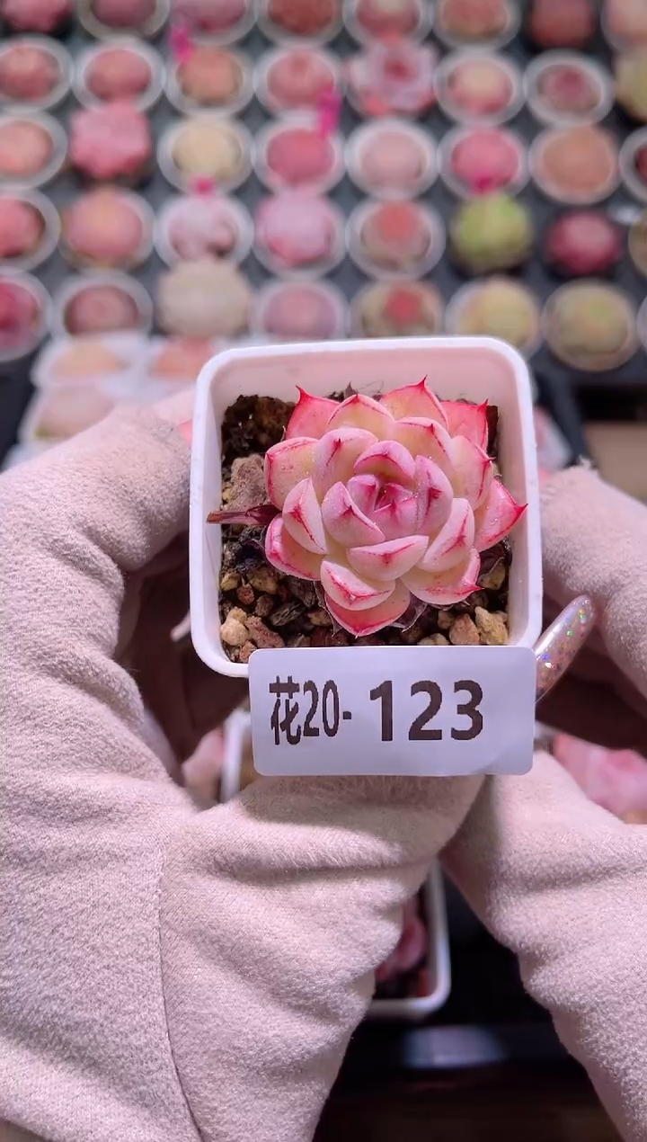 【闪购商品】20-123海王