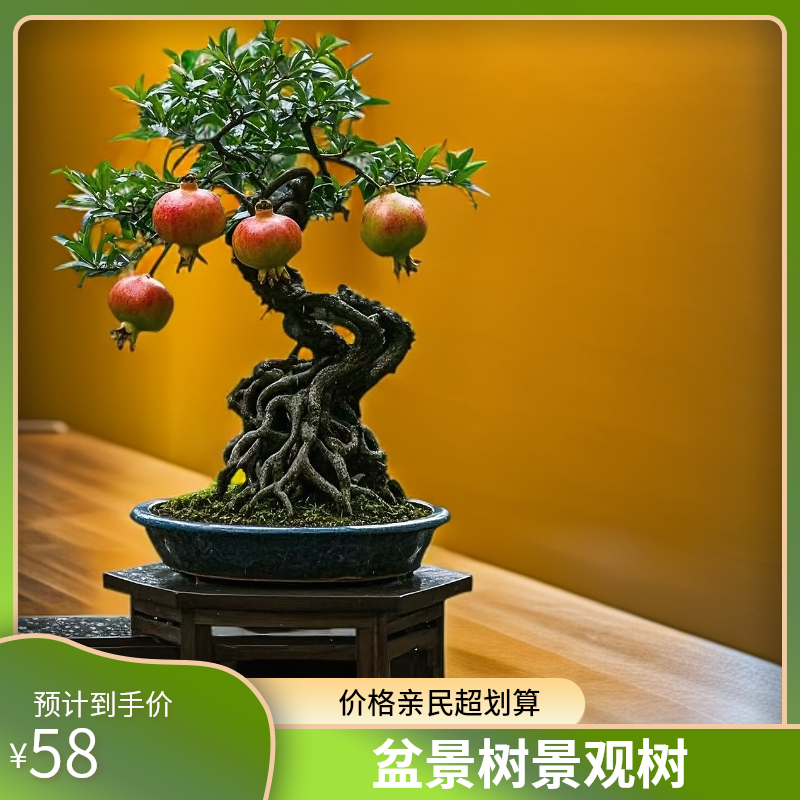 大红袍石榴老桩盆景景观树石榴树大树苗一物一拍