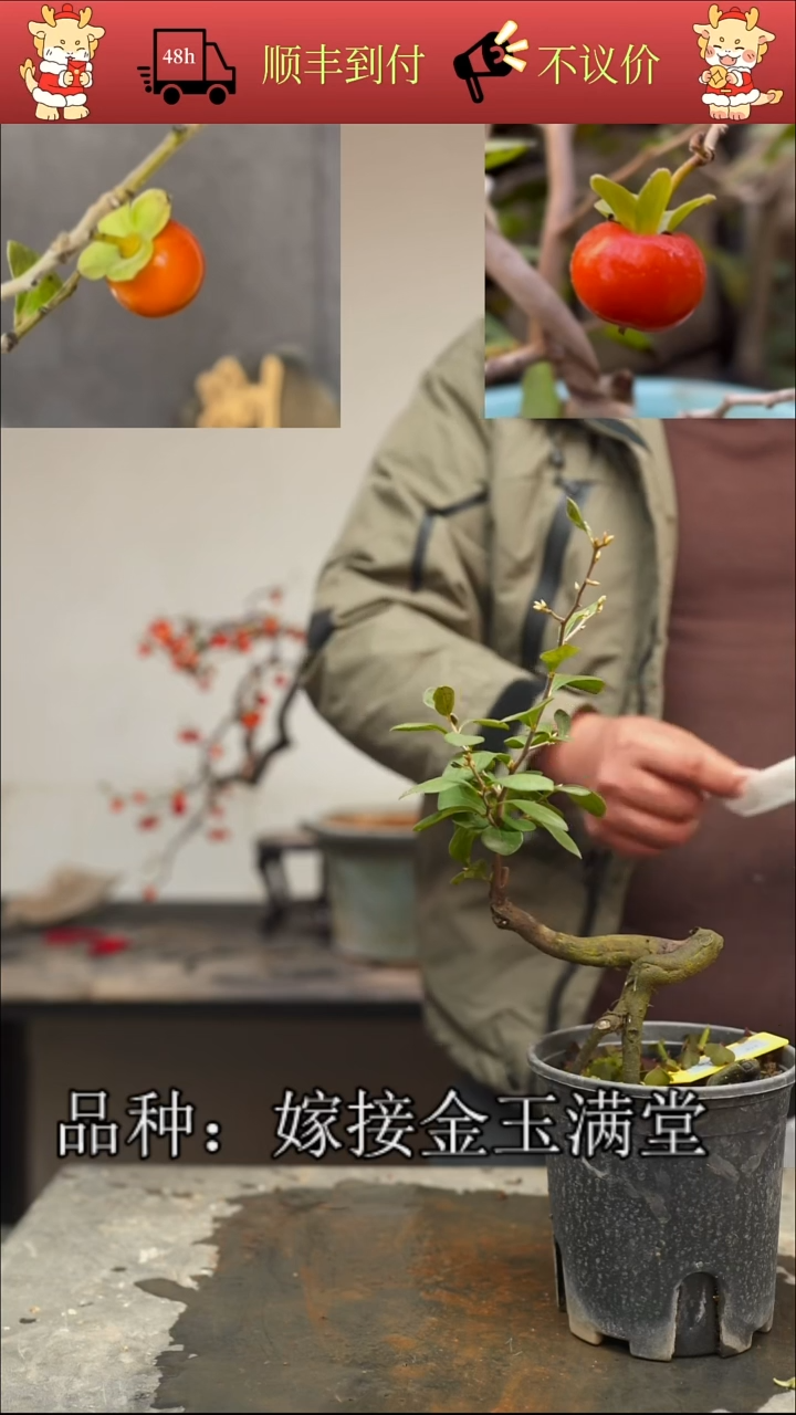 无花朵装***盒/118顺丰包邮/251128/5/嫁接金玉满堂