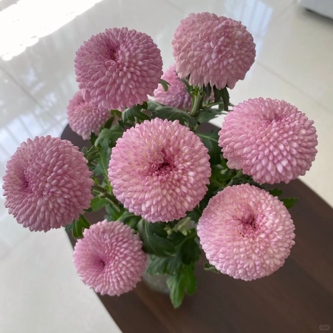 【粉色长花期乒乓菊10支】云南新鲜鲜花 全店任意两件包邮送货上门