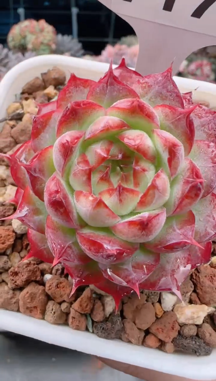 【闪购商品】7179女王