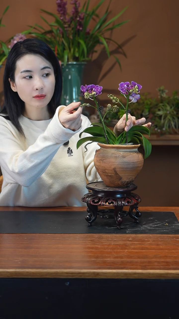 全部花朵蝴蝶兰6938898624969184597