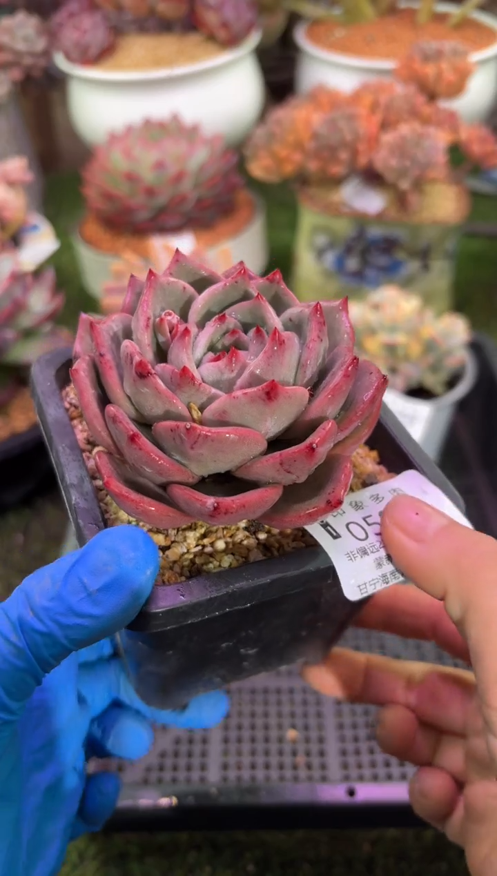 【闪购商品】05971