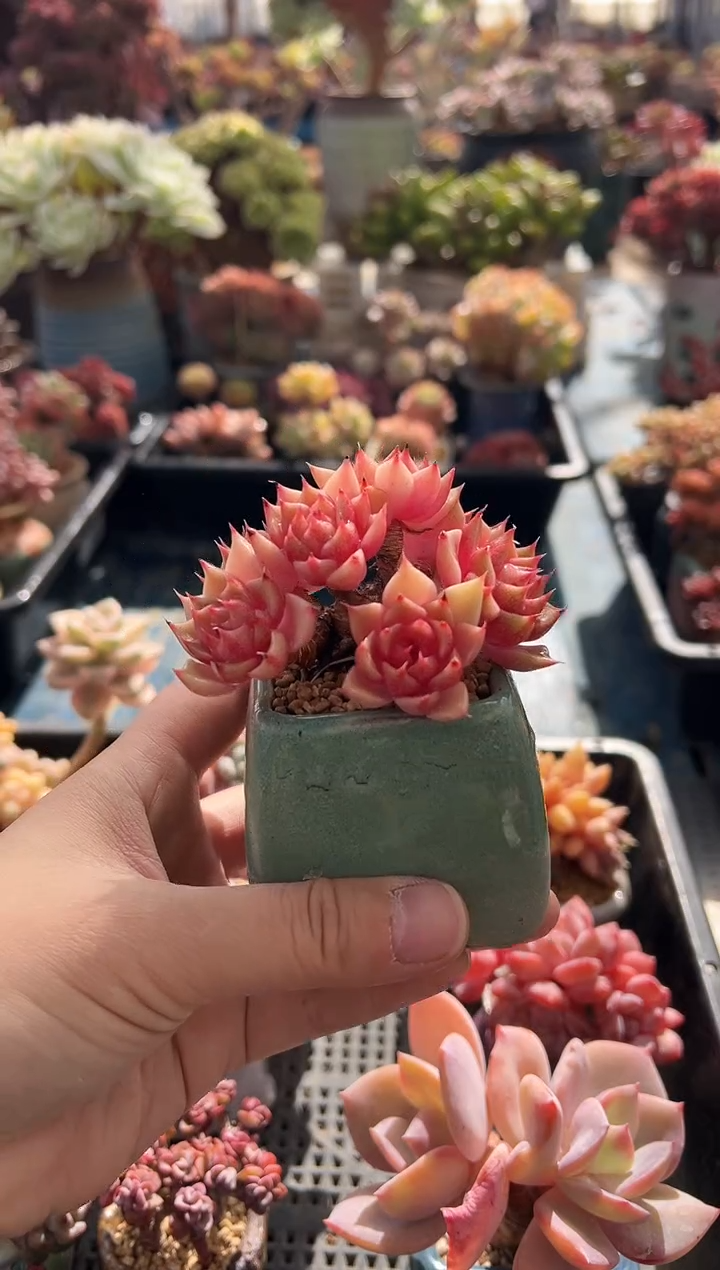 丹***?305              带盆