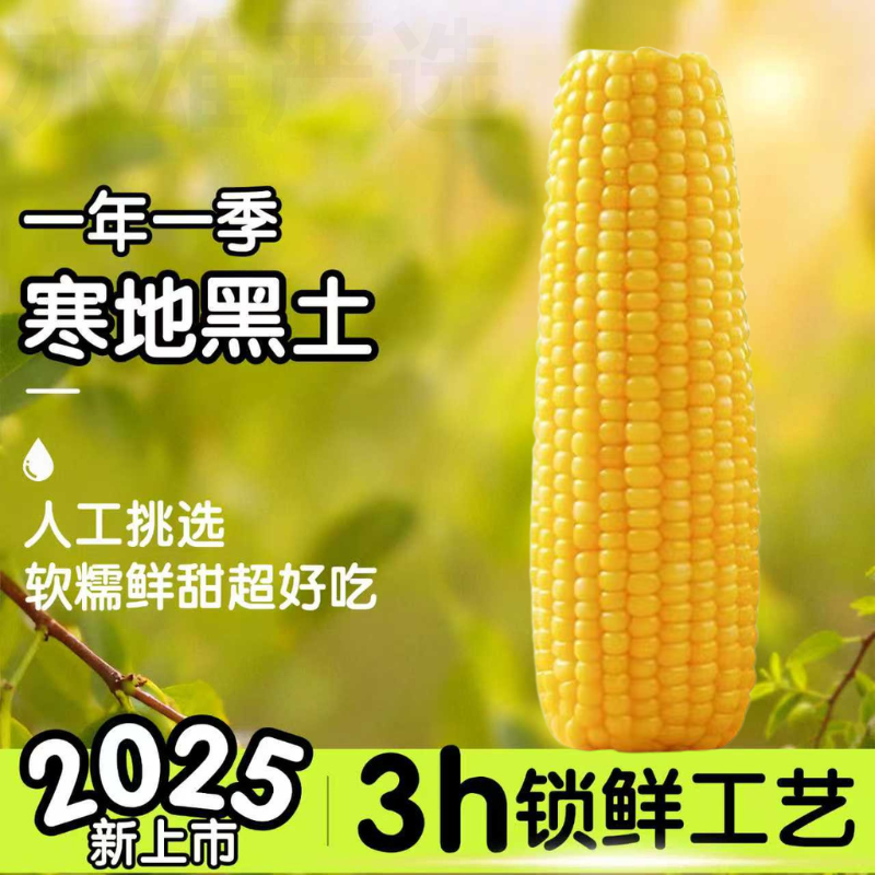 【12棒！8-9斤重！】25年东北黄糯玉米粘糯甜棒支280-350g‘（试吃5根