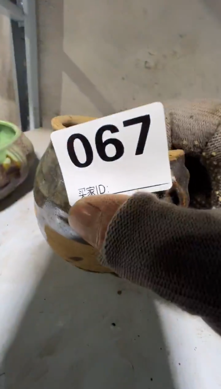 肇*08180老王直播间专属链接