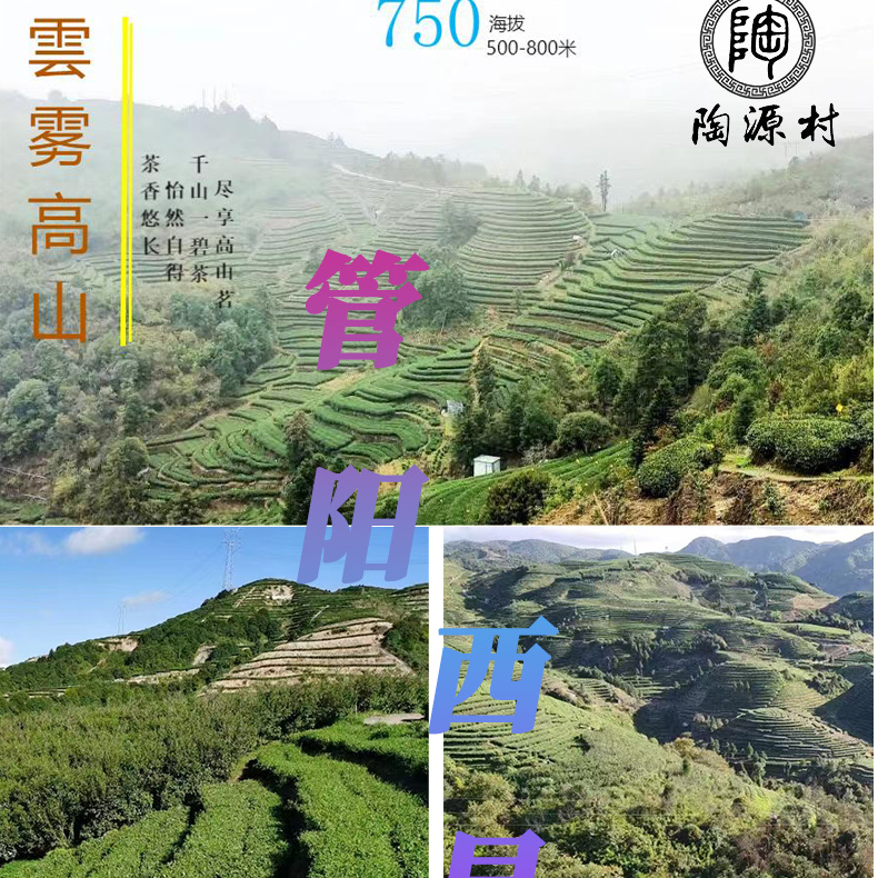 【西昆红】2024年署香馥郁红糖甜管阳西昆高山茶