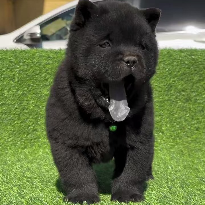 保定田园犬五黑犬活体链接一物一拍