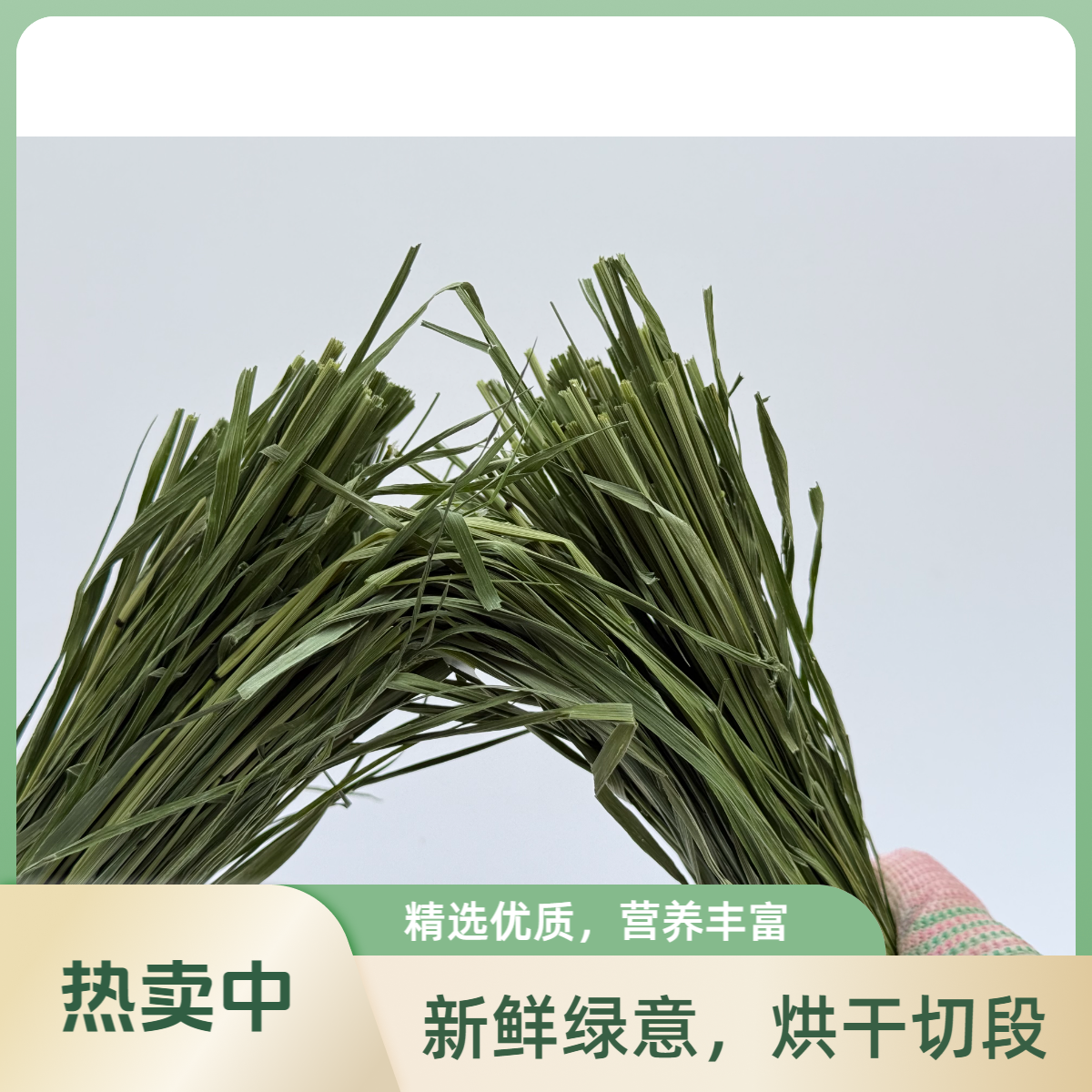 高品精选烘干提摩西草段500g