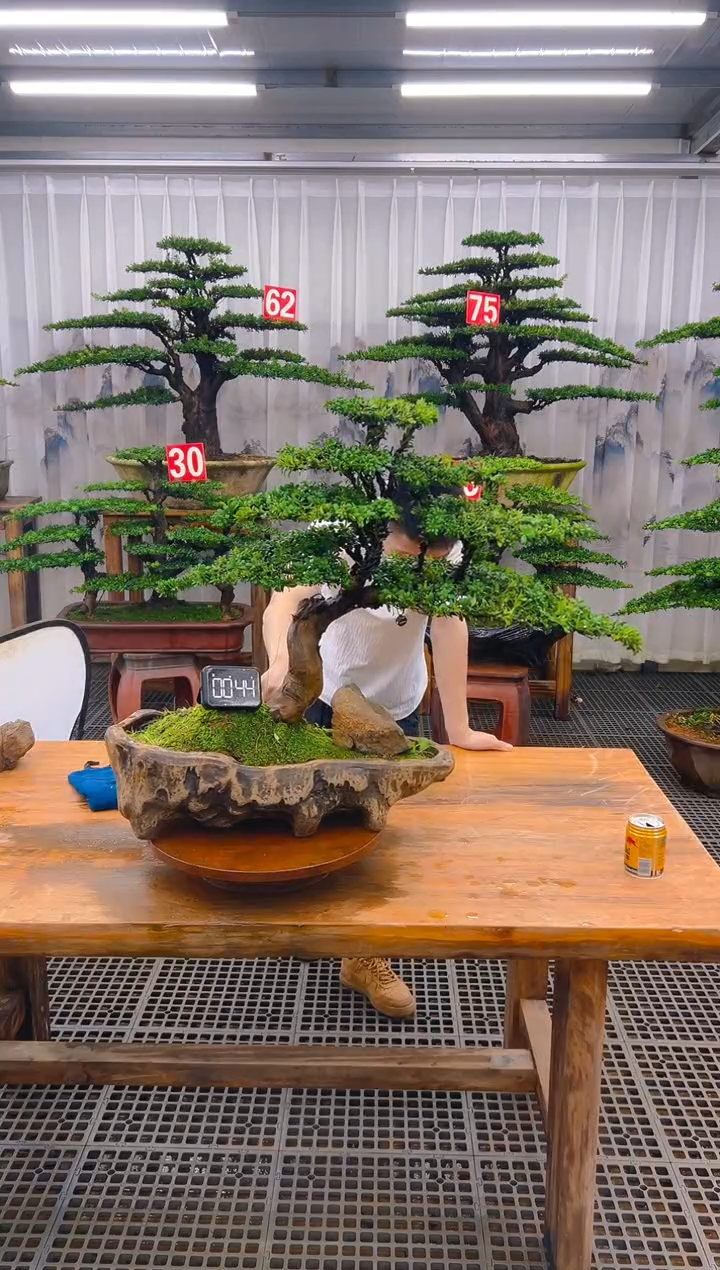 无花朵精品盆景直播间一物一拍